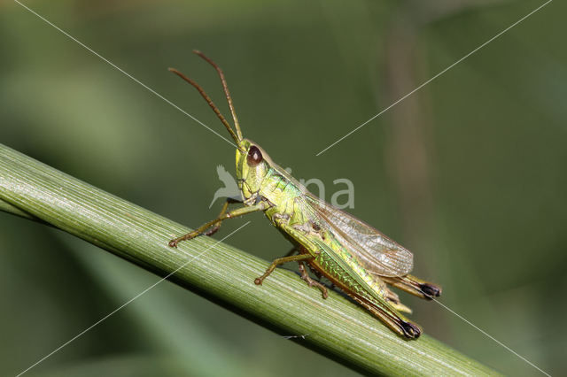 Large Gold Grasshopper (Chrysochraon dispar)