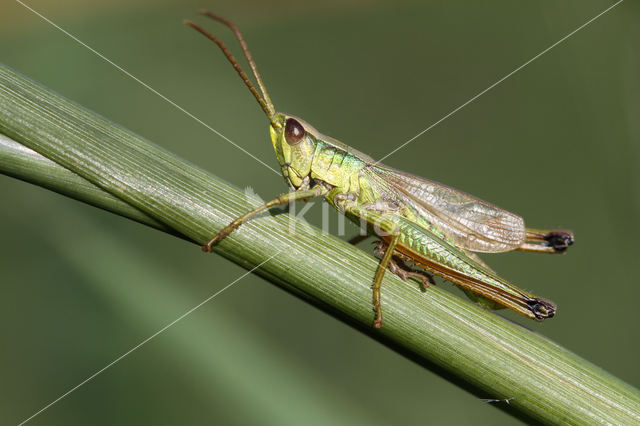 Gouden sprinkhaan (Chrysochraon dispar)