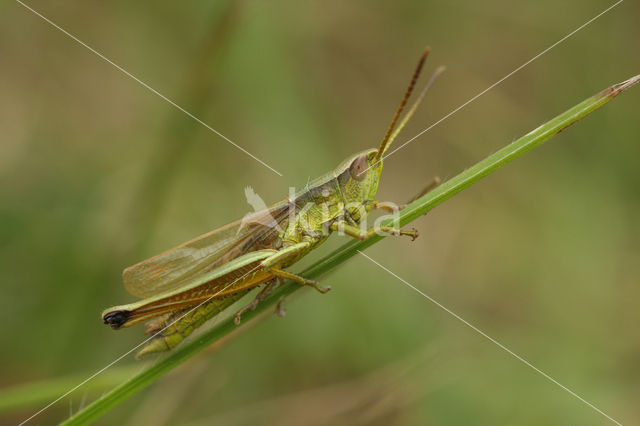 Large Gold Grasshopper (Chrysochraon dispar)