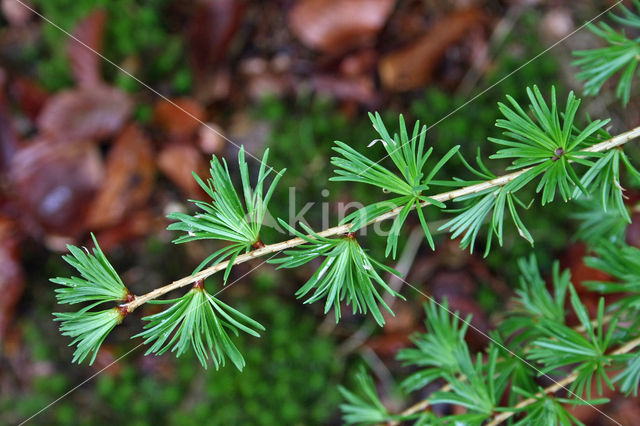 Japanese Larch (Larix kaempferi)