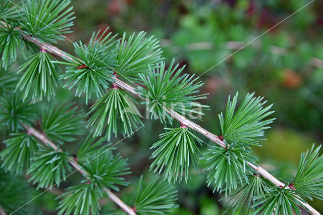 Japanese Larch (Larix kaempferi)