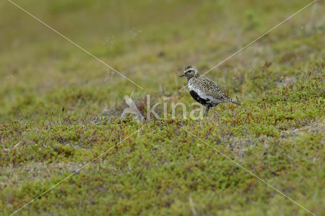 Goudplevier (Pluvialis apricaria)