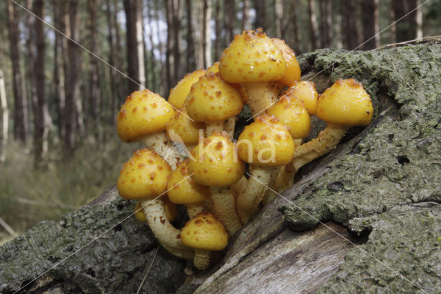 golden Scalycap (Pholiota aurivella)