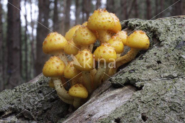 golden Scalycap (Pholiota aurivella)