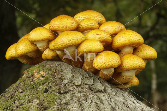 Goudvliesbundelzwam (Pholiota aurivella)