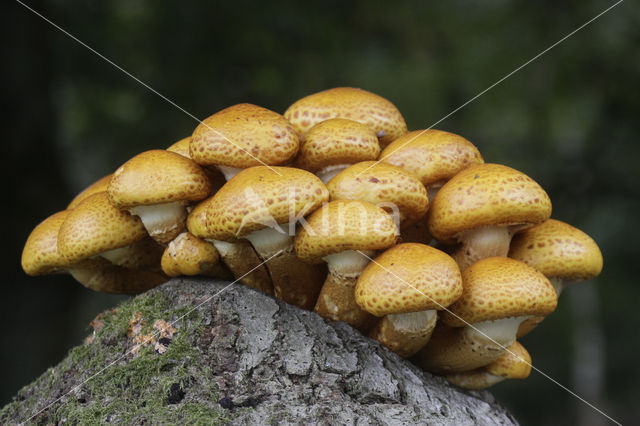 golden Scalycap (Pholiota aurivella)