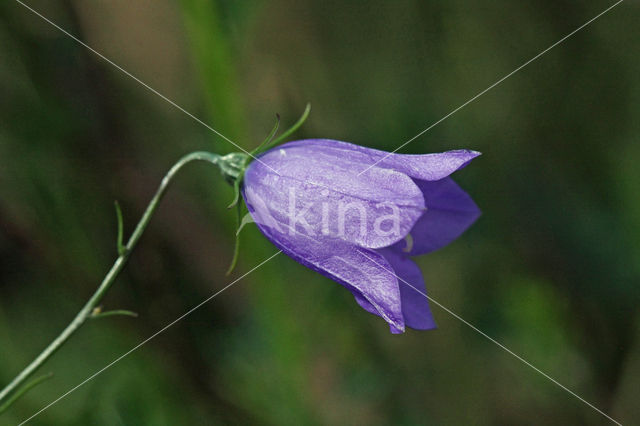 Grasklokje (Campanula rotundifolia)