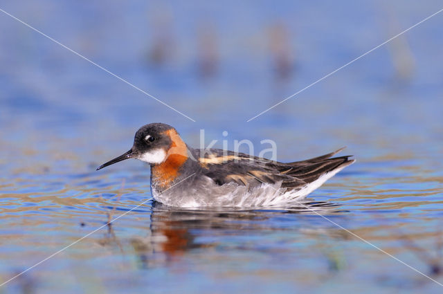 Red-necked Phalarope (Phalaropus lobatus)