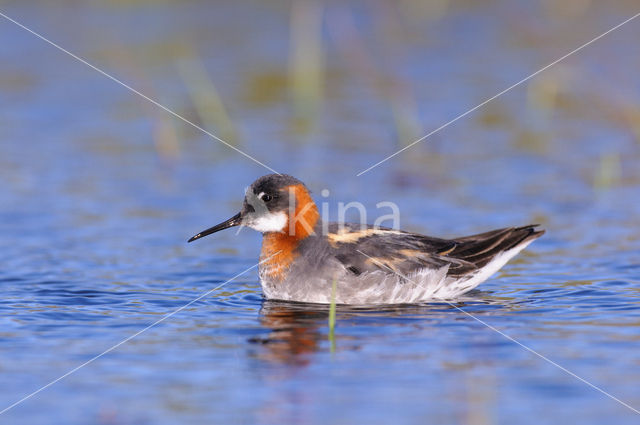 Grauwe Franjepoot (Phalaropus lobatus)