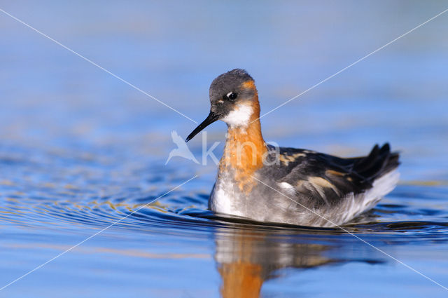 Grauwe Franjepoot (Phalaropus lobatus)