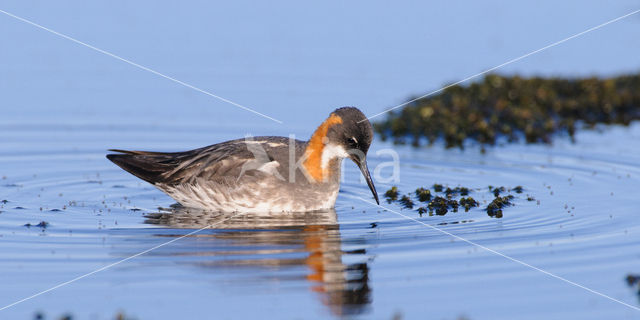 Grauwe Franjepoot (Phalaropus lobatus)