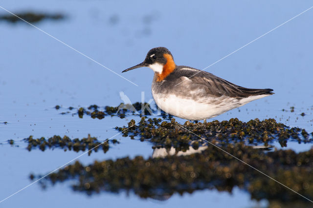 Grauwe Franjepoot (Phalaropus lobatus)