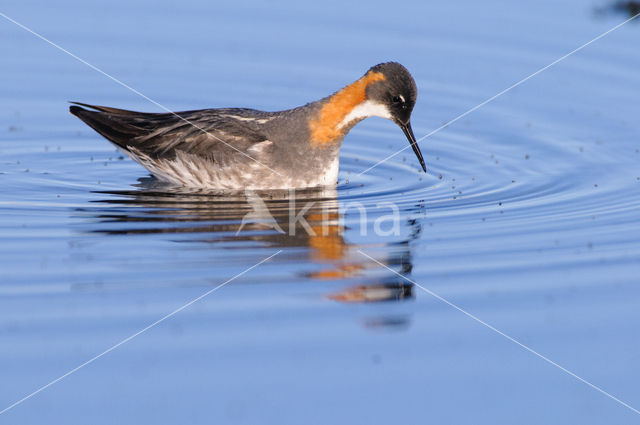 Red-necked Phalarope (Phalaropus lobatus)