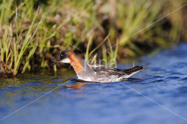 Red-necked Phalarope (Phalaropus lobatus)