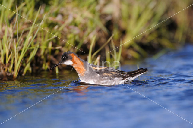 Grauwe Franjepoot (Phalaropus lobatus)