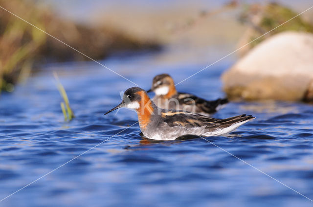 Red-necked Phalarope (Phalaropus lobatus)