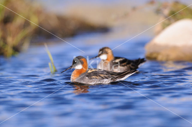 Grauwe Franjepoot (Phalaropus lobatus)