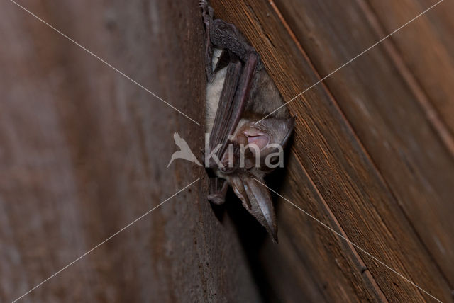 Grey big-eared bat (Plecotus austriacus)