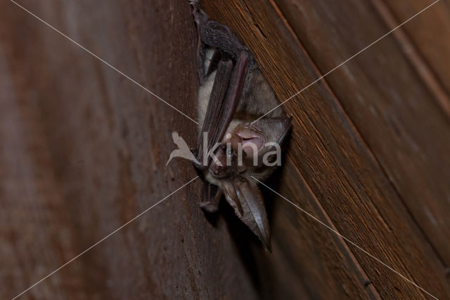 Grijze grootoorvleermuis (Plecotus austriacus)