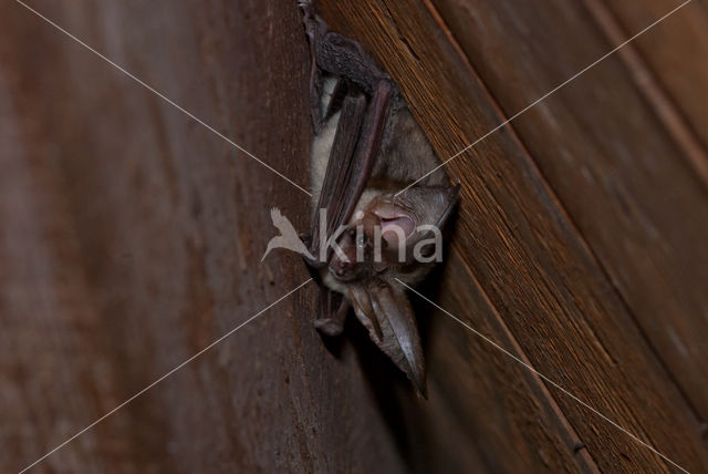 Grey big-eared bat (Plecotus austriacus)