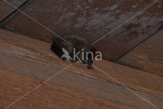 Grey big-eared bat (Plecotus austriacus)