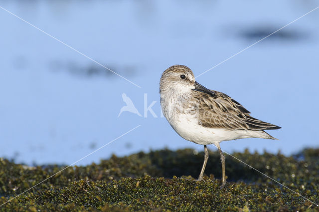 Semipalmated Sandpiper (Calidris pusilla)