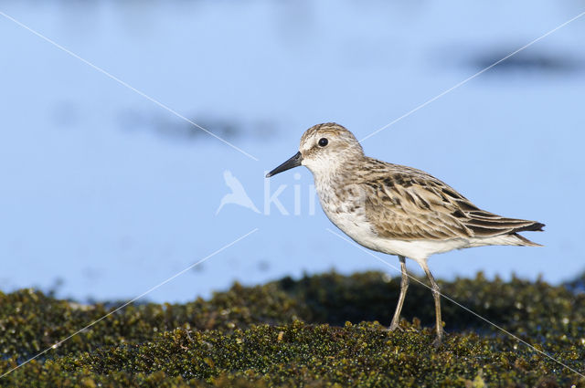 Semipalmated Sandpiper (Calidris pusilla)