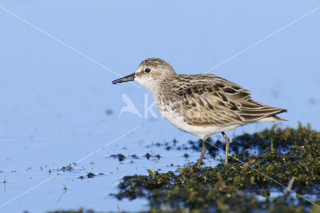 Semipalmated Sandpiper (Calidris pusilla)