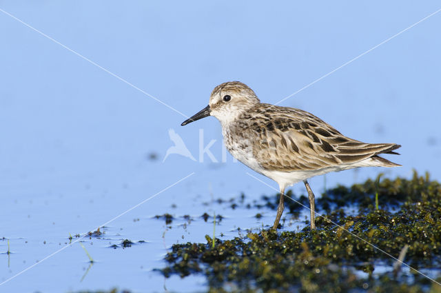 Semipalmated Sandpiper (Calidris pusilla)