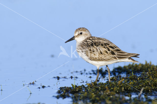 Grijze Strandloper (Calidris pusilla)