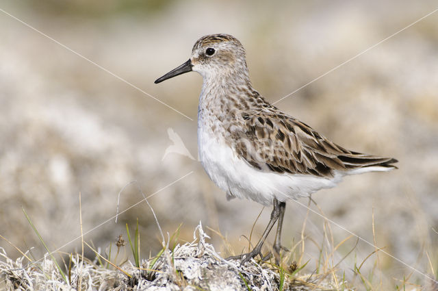 Grijze Strandloper (Calidris pusilla)