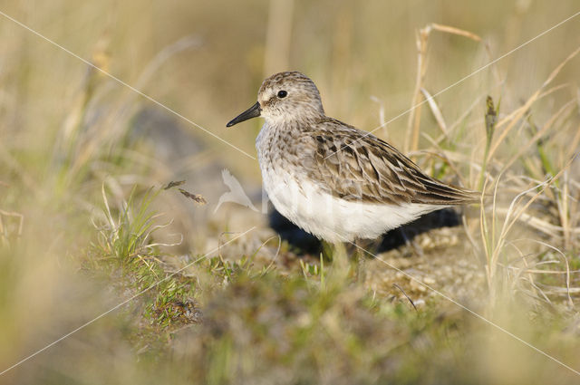 Semipalmated Sandpiper (Calidris pusilla)