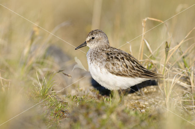 Semipalmated Sandpiper (Calidris pusilla)