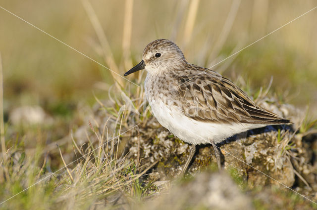 Grijze Strandloper (Calidris pusilla)