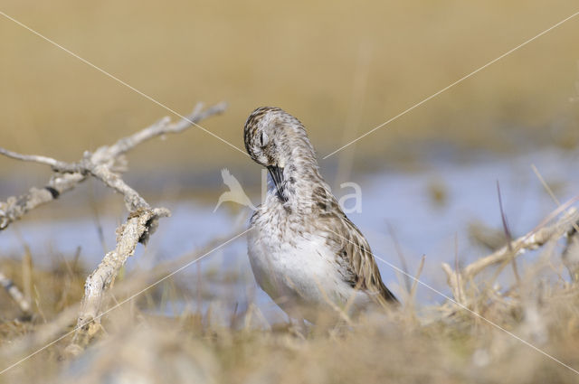 Semipalmated Sandpiper (Calidris pusilla)