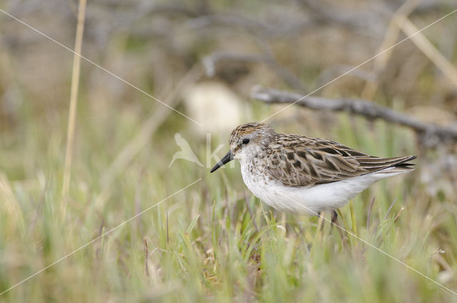 Grijze Strandloper (Calidris pusilla)