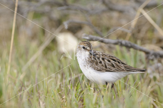 Grijze Strandloper (Calidris pusilla)