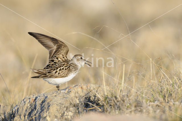 Semipalmated Sandpiper (Calidris pusilla)