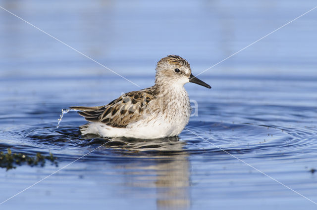 Grijze Strandloper (Calidris pusilla)