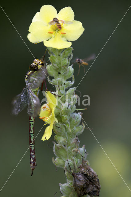 Groene glazenmaker (Aeshna viridis)