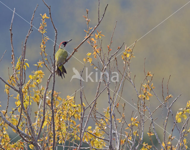 Eurasian Green Woodpecker (Picus viridis)