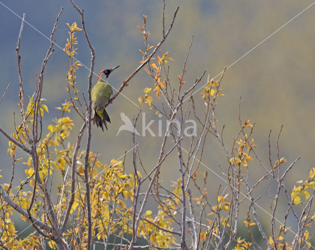 Groene Specht (Picus viridis)