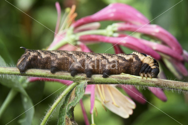 Elephant Hawk-moth (Deilephila elpenor)