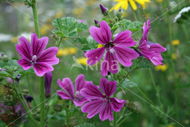 Common Mallow (Malva sylvestris)