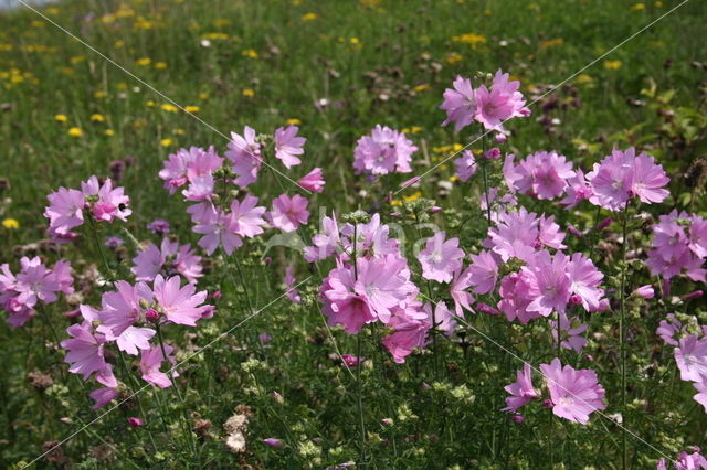 Common Mallow (Malva sylvestris)