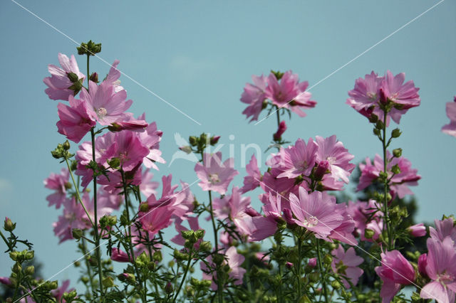 Common Mallow (Malva sylvestris)