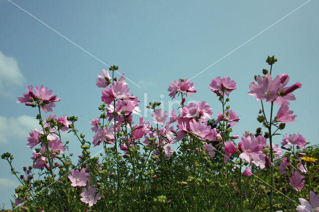 Common Mallow (Malva sylvestris)