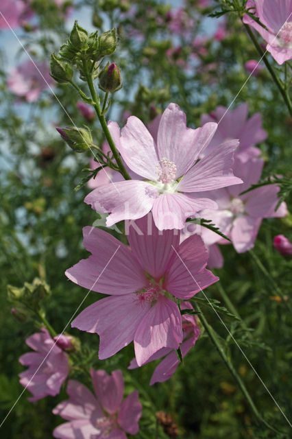 Common Mallow (Malva sylvestris)