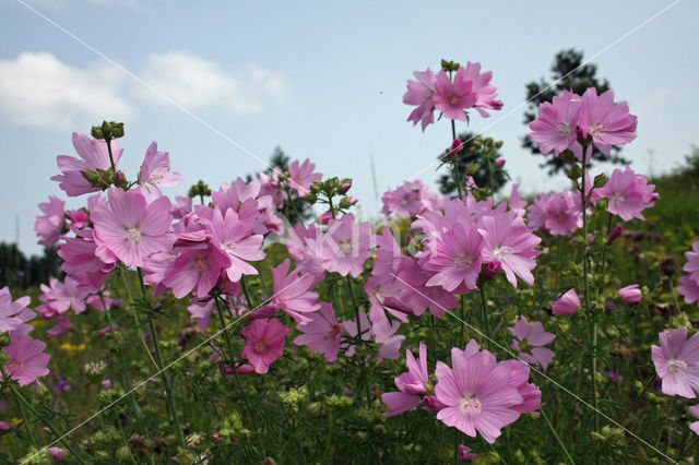 Common Mallow (Malva sylvestris)