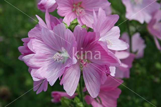 Common Mallow (Malva sylvestris)